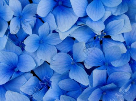 美丽蓝色花卉