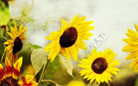 位图植物图案花朵写实花卉向日葵免费素材