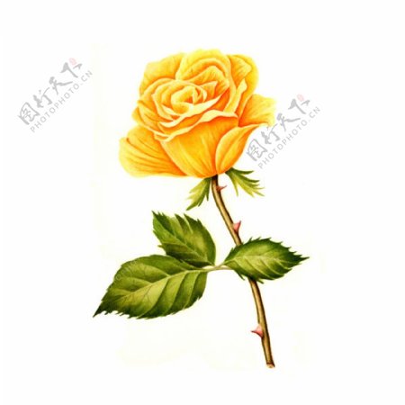 位图植物写意花卉花朵玫瑰免费素材