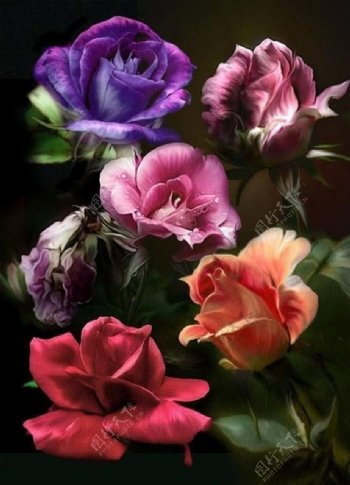 位图植物图案花朵写实花卉玫瑰免费素材