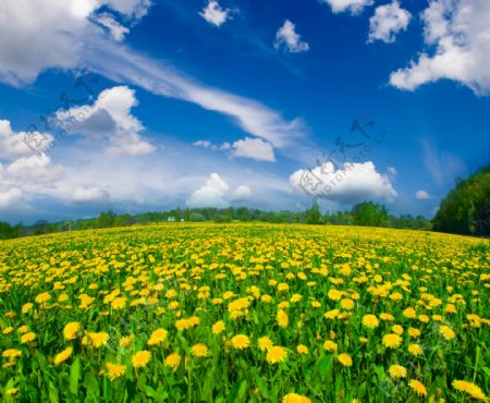 蓝天白云下的黄花