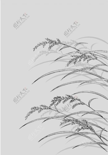 日本的植物花卉矢量素材23水稻制图