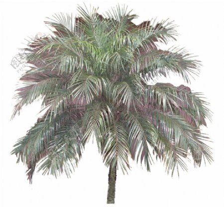 棕榈椰树041050植物素材