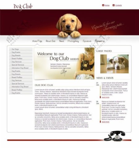 宠物信息网页模板