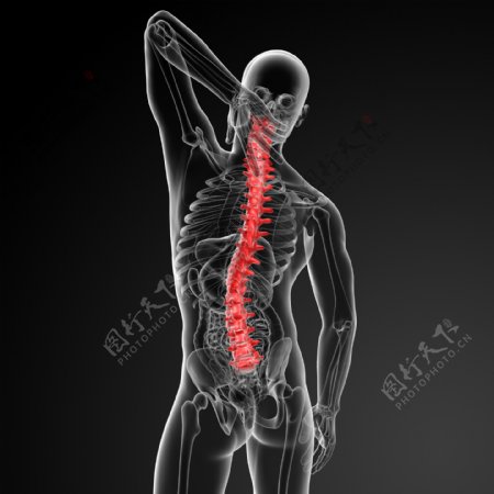 人体脊柱结构图片