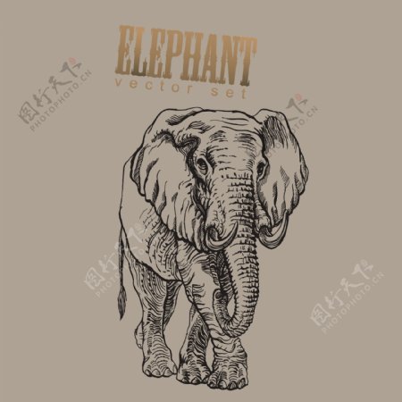 印花矢量图卡通动物大象文字免费素材