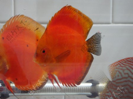七彩神仙鱼盖子红图片
