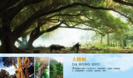 桂林大榕树景点图