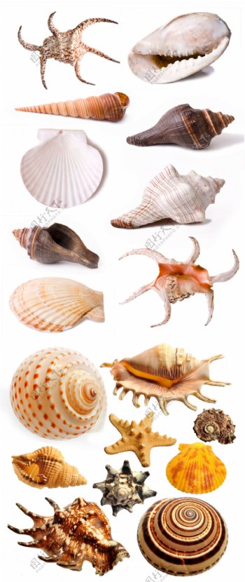 多种海螺高清图片素材