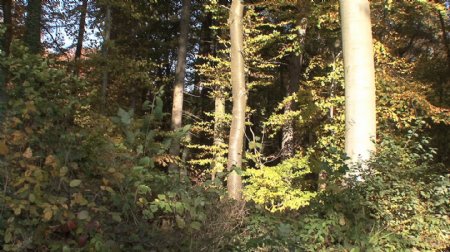 德国秋天树林中股票的录像