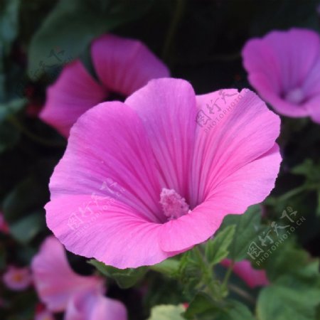 位图植物摄影写实花卉花朵喇叭花免费素材
