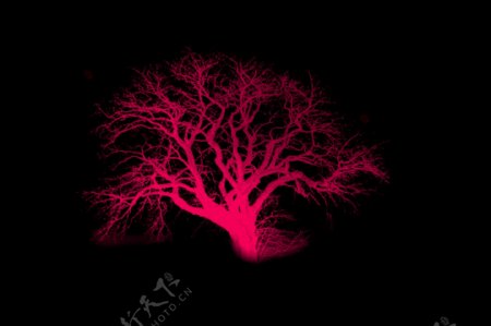 黑夜的红树