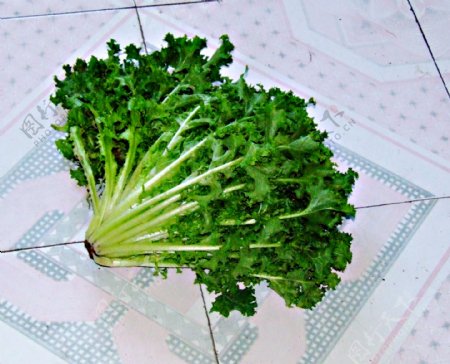 苦菊蔬菜图片