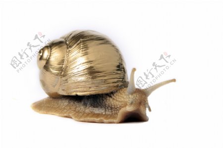 金蜗牛