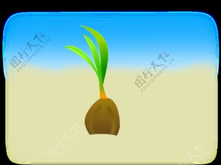 椰子的种子