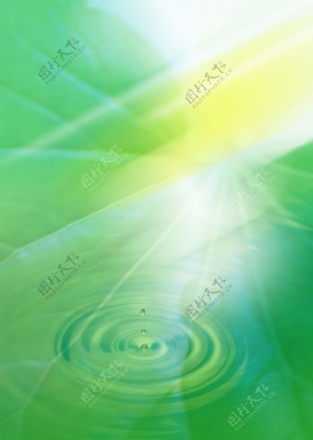 水滴水纹阳光树叶图片