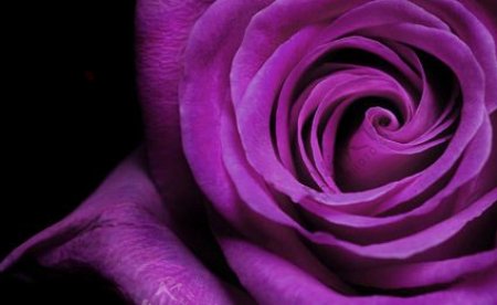 紫色玫瑰花特写图片素材
