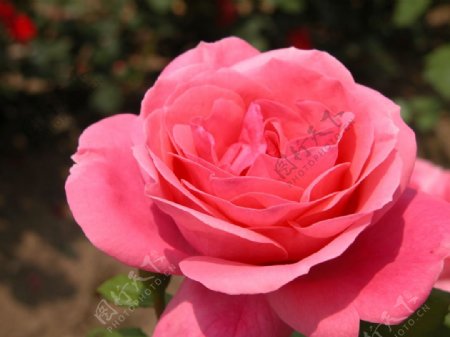 多种漂亮的玫瑰月季等花