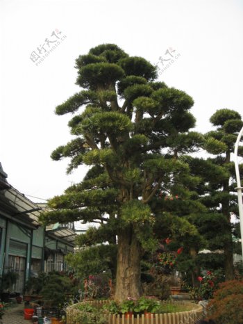 日本罗汉松造型树