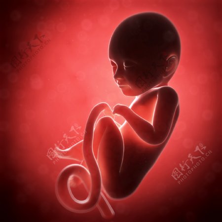 胎儿图片