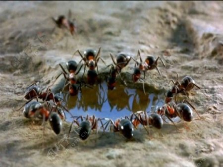 蚂蚁喝水素材下载