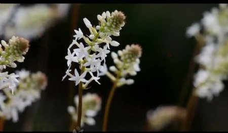 植物花朵背景视频素材图片