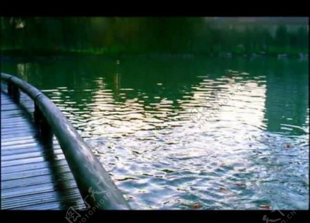 池水金鱼视频素材图片