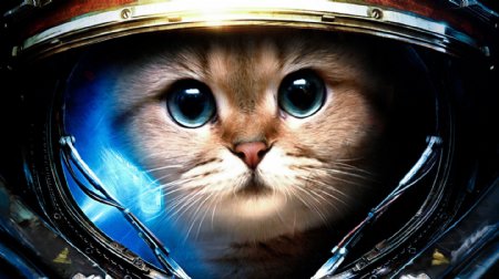 可爱太空猫咪