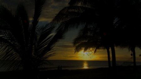 夕阳海岸椰树