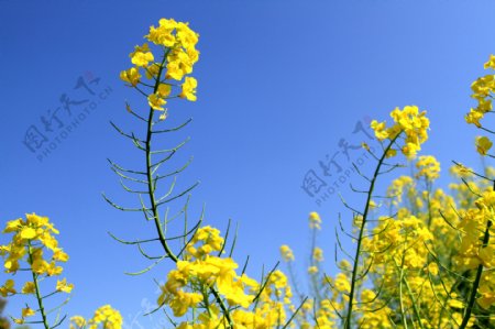 油菜花图片