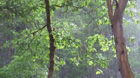 在阳光明媚的森林蓄积的视频片段雨视频免费下载