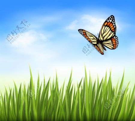 蝴蝶与草丛背景