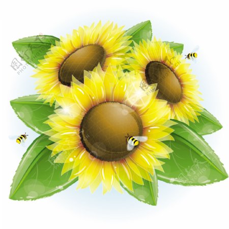 精美葵花与蜜蜂矢量素材