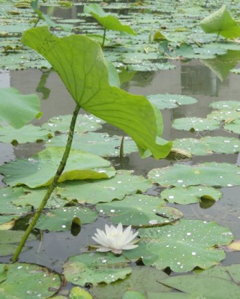 池塘中的荷花莲花