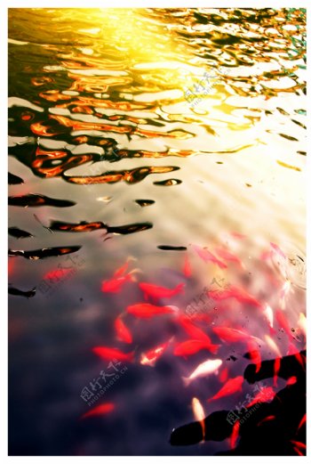 阳光下的鱼群图片