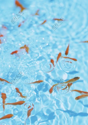 水池里的金鱼图片