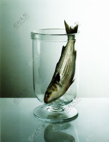 杯子里的鱼图片
