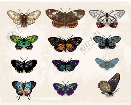 老式的蝴蝶标本设计矢量图01