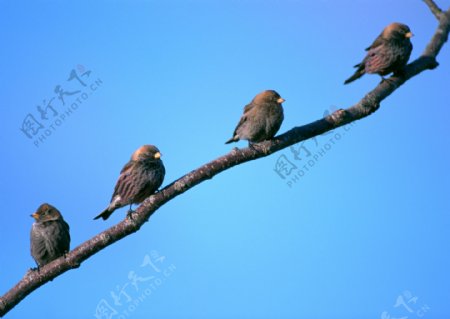 大自然鸟类枝头树枝天空排队