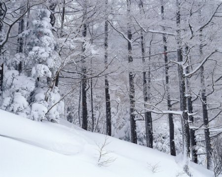 冬天雪景雪景大雪