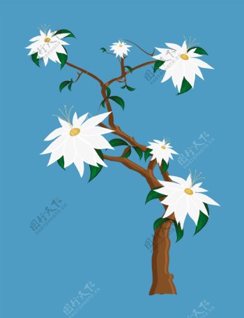 白色的花的植物
