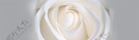 绽放的白色玫瑰