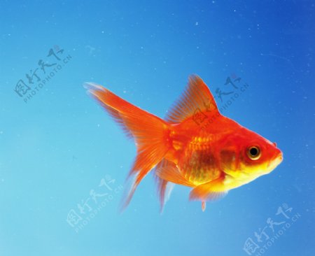 红金鱼图片