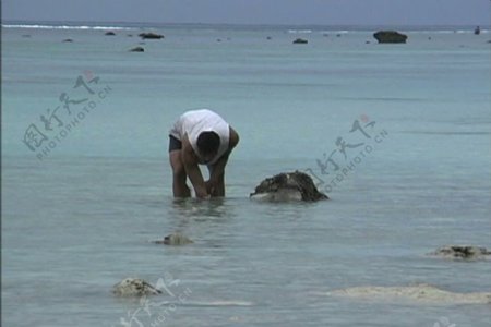 拉罗汤加岛的人会发现海参股票视频视频免费下载