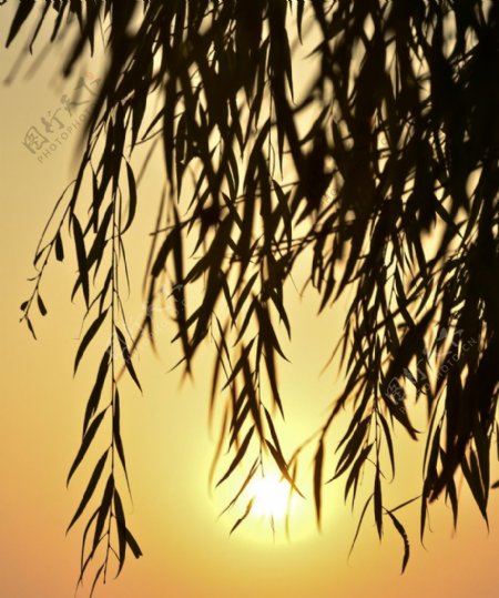 夕阳柳树图片