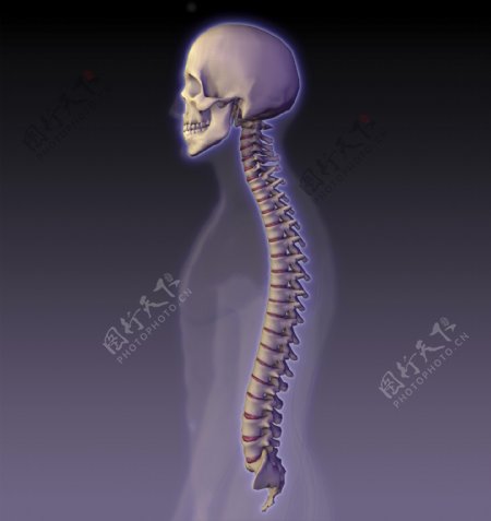 头骨脊椎图片