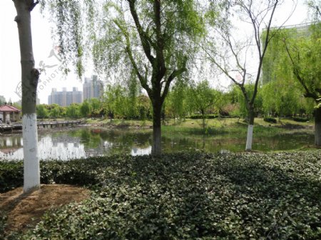 春天柳树公园图片