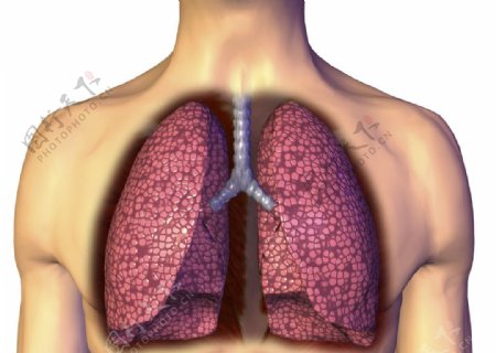 肺肺部图片