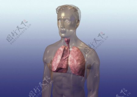 肺肺气管图片