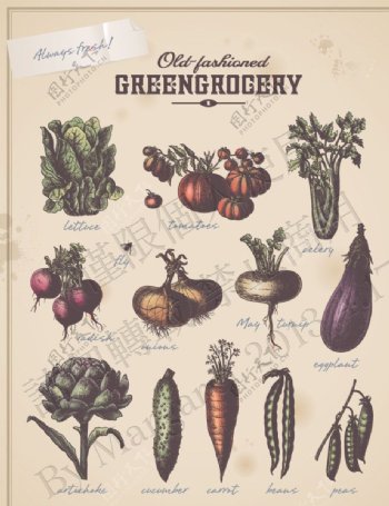 手绘素描蔬菜图片